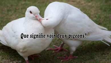 Que signifie voir deux pigeons