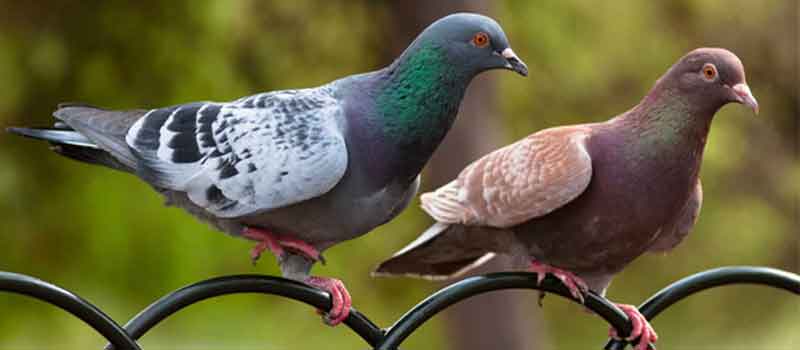 Que signifie voir deux pigeons