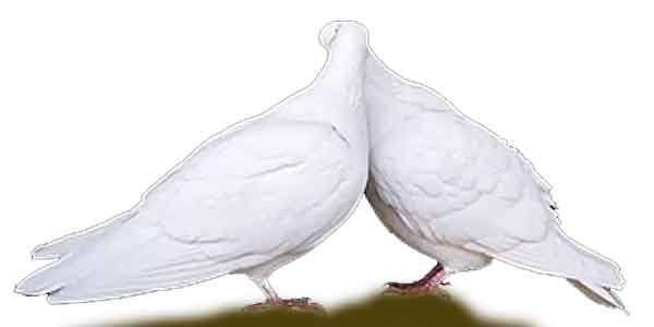 Que signifie voir deux pigeons