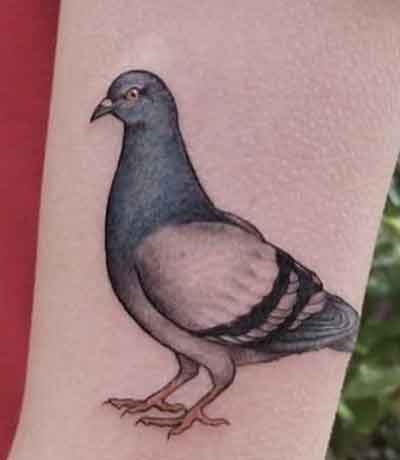 tatouage de pigeon- Que signifie voir deux pigeons