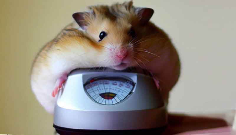 Quel doit être le poids de mon Hamster
