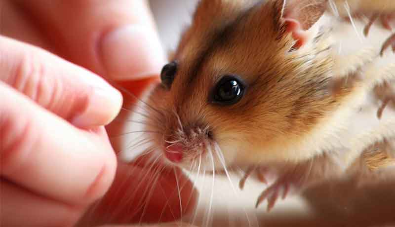 Quel est le méthode la plus rapide pour apprivoiser un Hamster