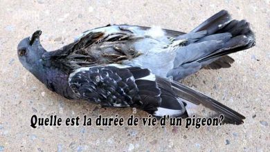 Quelle est la durée de vie d’un pigeon?