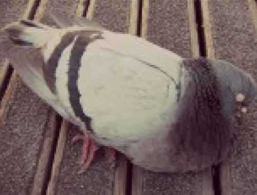 Quelle est la durée de vie d'un pigeon?
