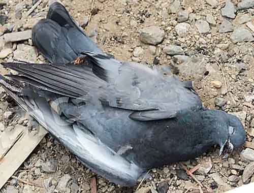 Quelle est la durée de vie d'un pigeon?