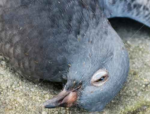 Quelle est la durée de vie d'un pigeon?