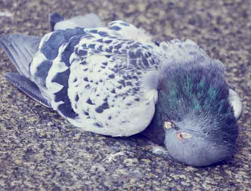 Quelle est la durée de vie d'un pigeon?