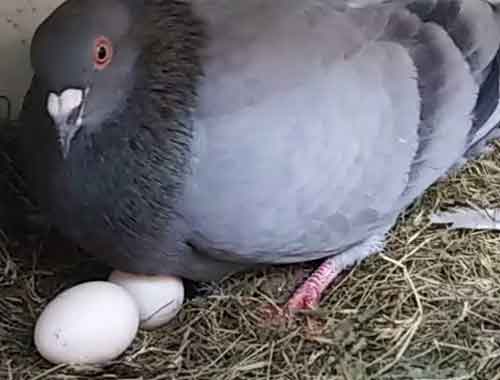 Quelle est la durée de vie d'un pigeon-Oeufs