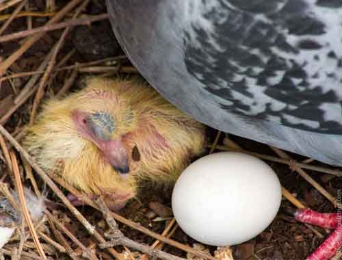 Quelle est la durée de vie d'un pigeon- éclosions