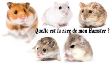 Quelle est la race de mon Hamster-00