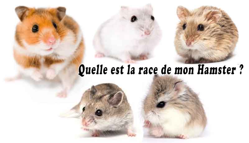 Quelle est la race de mon Hamster-00