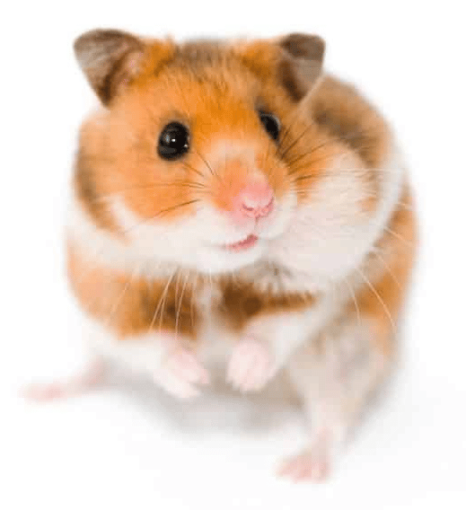 Quelle est la race de mon Hamster-01-Les hamsters syriens
