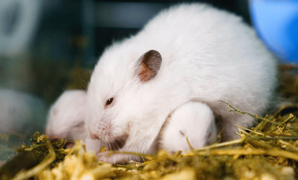 Quelle est la race de mon Hamster-06-Un hamster syrien blanc qui protège et réchauffe ses petits