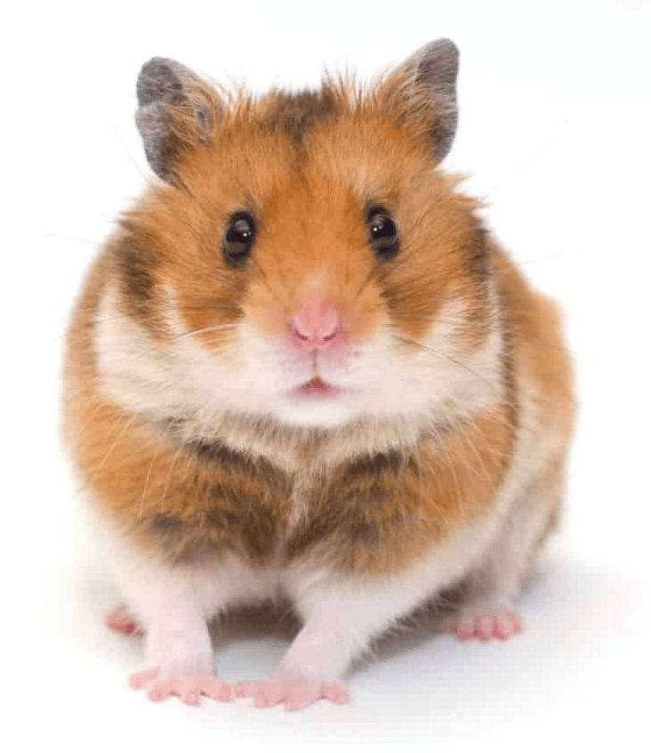 Quelle est la race de mon Hamster-07-Un mignon hamster syrien de pure race