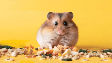 Quelle quantité de caca est normale pour un Hamster ?