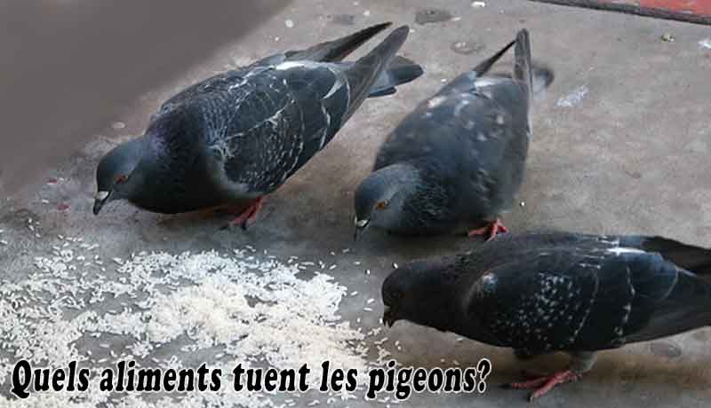 Quels aliments tuent les pigeons