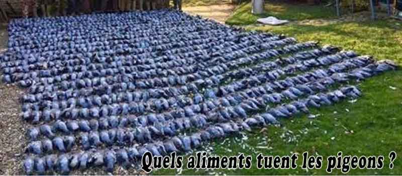 Quels aliments tuent les pigeons