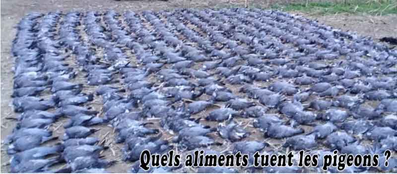 Quels aliments tuent les pigeons