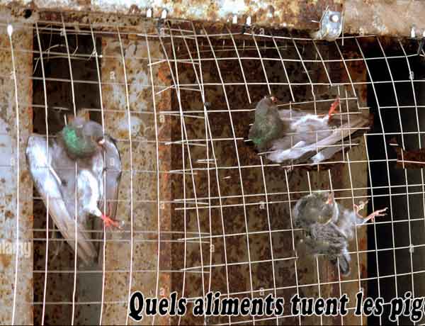 Quels aliments tuent les pigeons piégeage mortel
