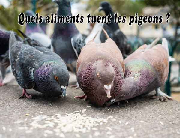 Quels aliments tuent les pigeons Riz ou Alka Seltzer