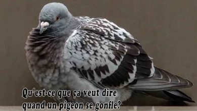 Qu’est-ce que ça veut dire quand un pigeon se gonfle?