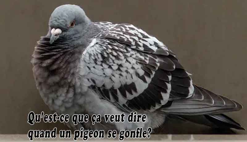 Qu’est-ce que ça veut dire quand un pigeon se gonfle?