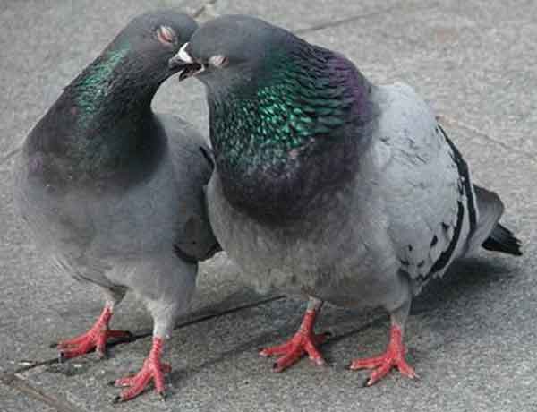 Qu'est-ce que ça veut dire quand un pigeon se gonfle?