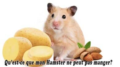 Qu’est-ce que mon Hamster ne peut pas manger?