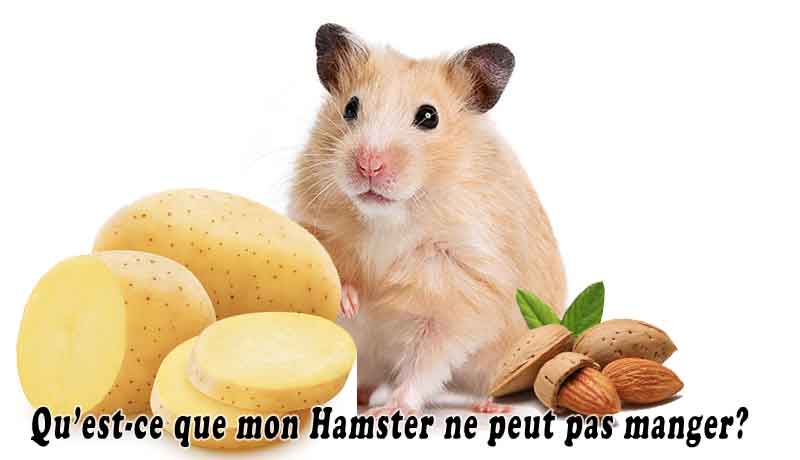 Qu’est-ce que mon Hamster ne peut pas manger?