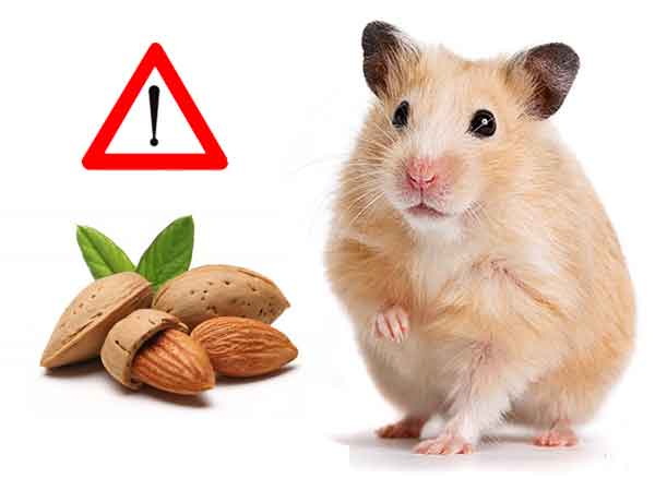  Qu’est-ce que mon Hamster ne peut pas manger-01-Amandes amères