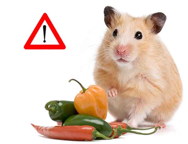  Qu’est-ce que mon Hamster ne peut pas manger-05-Les aliments épicés et assaisonnés