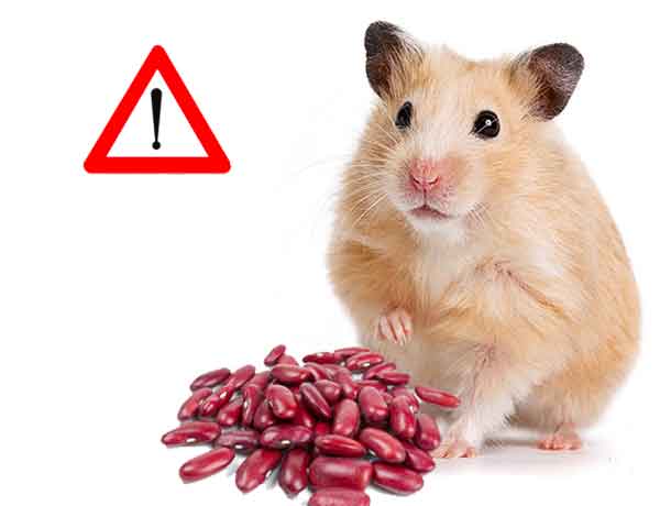  Qu’est-ce que mon Hamster ne peut pas manger-06-Haricots rouges