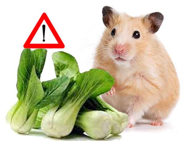  Qu’est-ce que mon Hamster ne peut pas manger-07-Légumes à feuilles vert clair