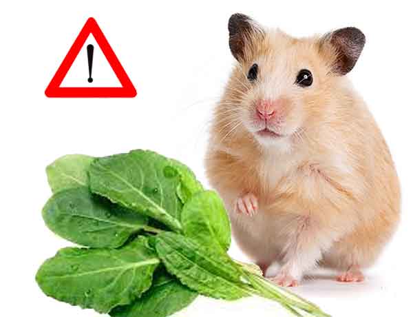  Qu’est-ce que mon Hamster ne peut pas manger-13-Plantes riches en acide oxalique