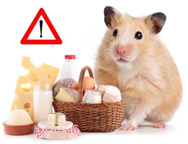  Qu’est-ce que mon Hamster ne peut pas manger-14-Les produits laitiers