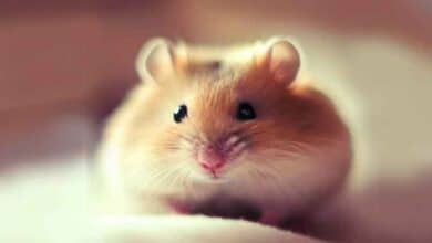 caca de mon Hamster est humide