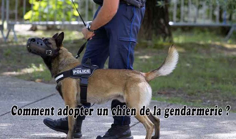 Comment adopter un chien de la gendarmerie