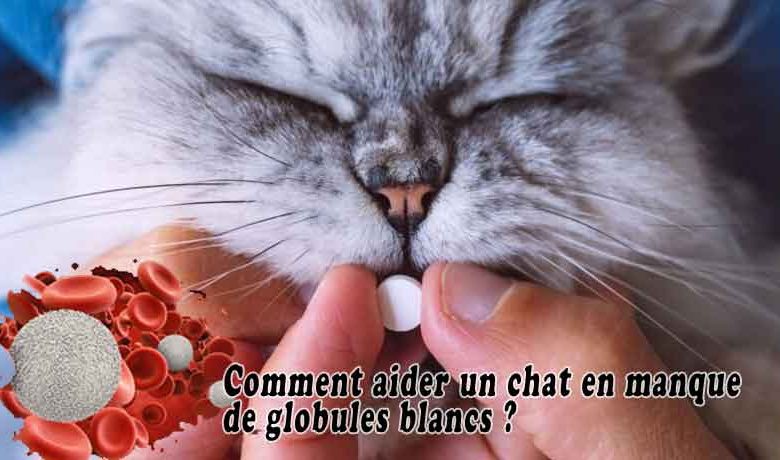 Comment aider un chat en manque de globules blancs