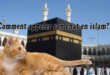 Comment appeler son chat en islam