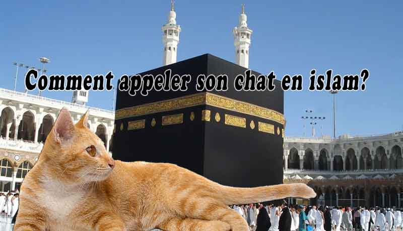 Comment appeler son chat en islam