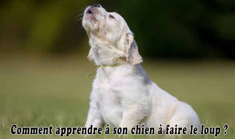 Comment apprendre a son chien a faire le loup