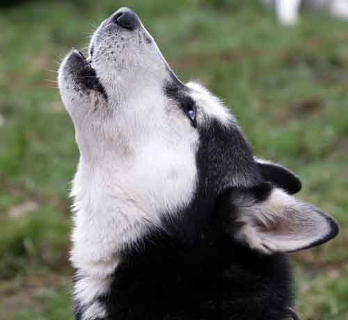 Comment apprendre à son chien à faire le loup