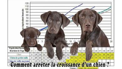 Comment arrêter la croissance d’un chien