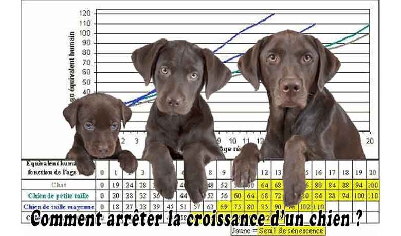 Comment arrêter la croissance d’un chien