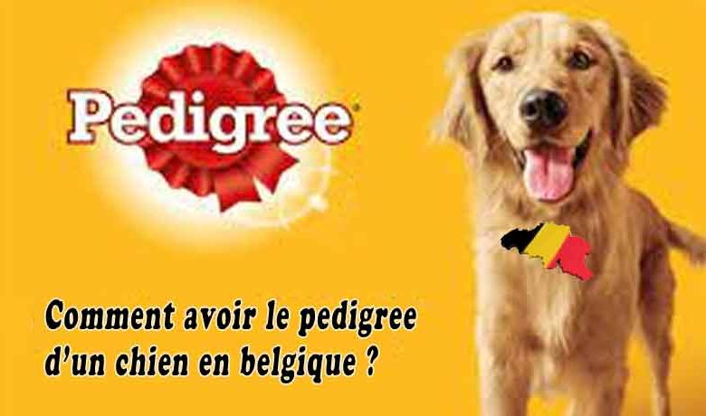 Comment avoir le pedigree d’un chien en belgique