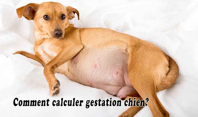 Comment calculer gestation chien