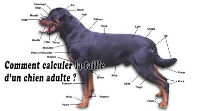 Comment calculer la taille d'un chien adulte