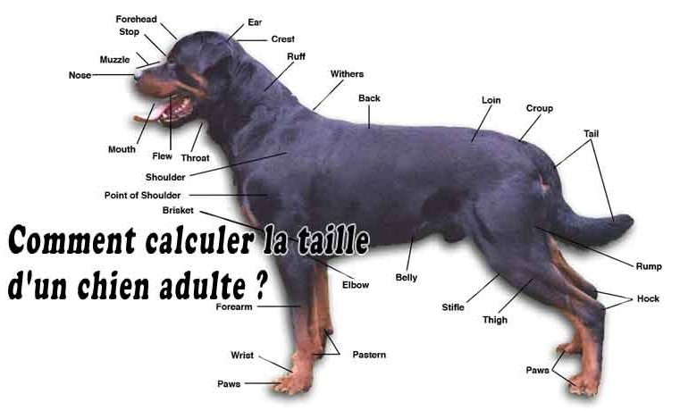 Comment calculer la taille d'un chien adulte