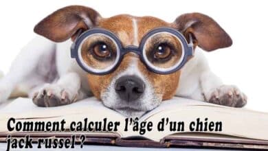 Comment calculer l'âge d'un chien jack Russel