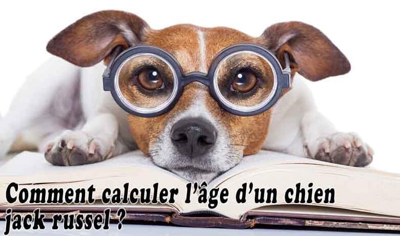 Comment calculer l'âge d'un chien jack Russel